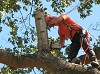 Houston tree service