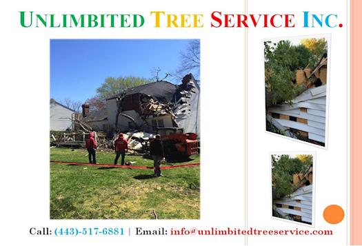 Baltimore Storm Damage Services & Emergency Tree Service & Tree Care