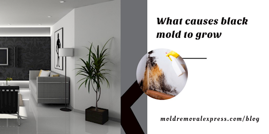 What Conditions Cause Black Mold to Grow In 