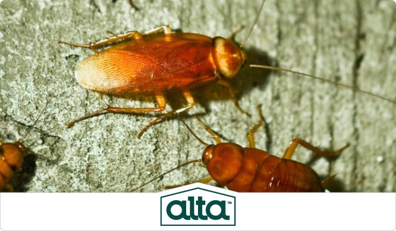 Termite treatment Knoxville TN