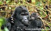 Gorilla trekking and tracking Safari in Uganda