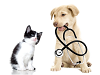 Veterinary Surgery for Small Animals in Albuquerque