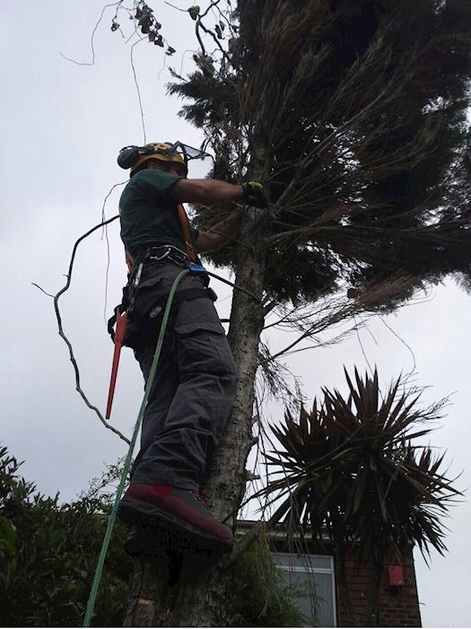 Tree Surgery