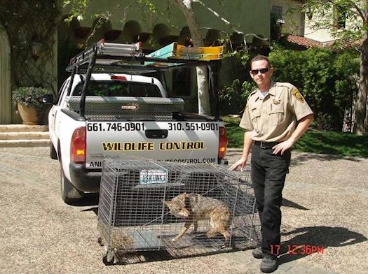 Wild Coyote Removal for Los Angeles