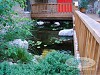Koi Pond Designs And Water Garden Ideas