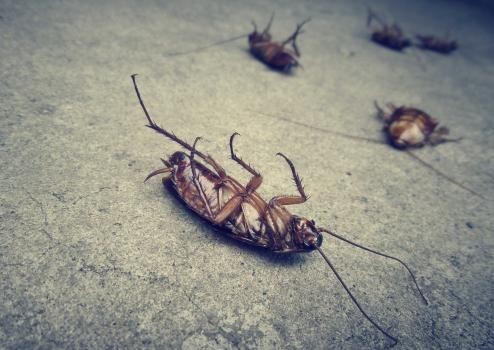 Beaverton Pest Management Solutions