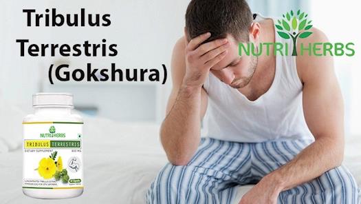 Tribullus Terrestis(Gokshura) Helps To Cure Erectile Dysfunction