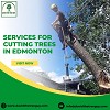 Services for Cutting Trees in Edmonton