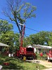 Columbia MD, Tree Removal Tree Trimming Service