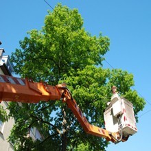 Tree Trimming