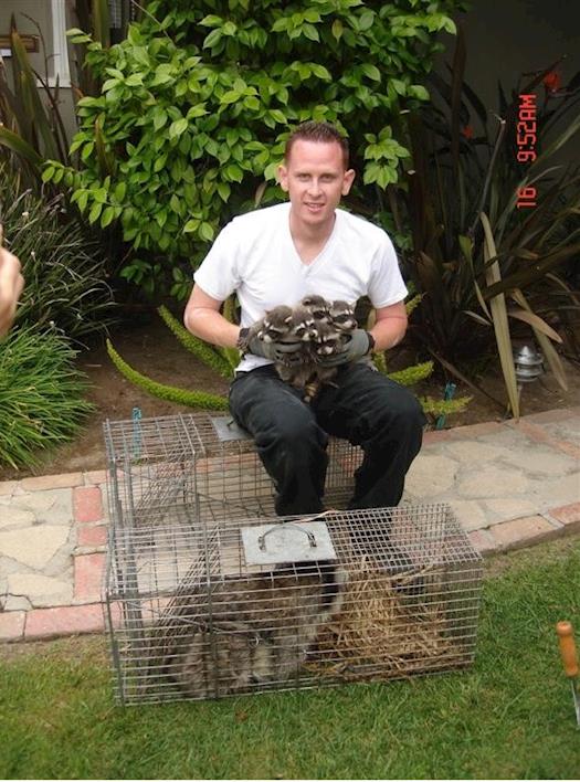 Raccoon Trapping in Los Angeles