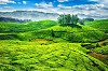 Sight Seeing In Munnar