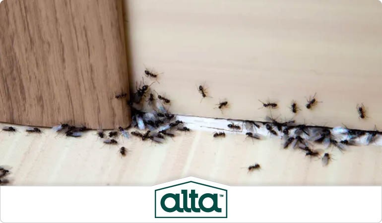 Ant control services in Knoxville TN
