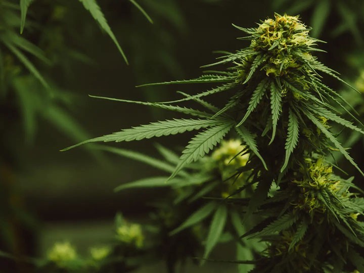 Star Buds Natchez Medical Cannabis Dispensary