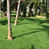 Palm Tree Care Florida