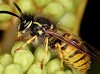 Insight Pest Control Vancouver