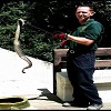 Rattlesnake Removal