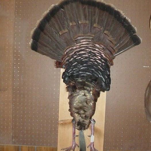 turkey tail 
