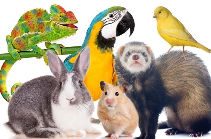Air Borne Animal: Best Pet Delivery Service for Safe and Reliable Transportation