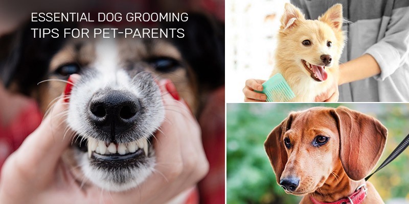 5 Simple Grooming Basics to Keep Your Dog Healthy