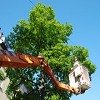 Licensed and Insured Tree service
