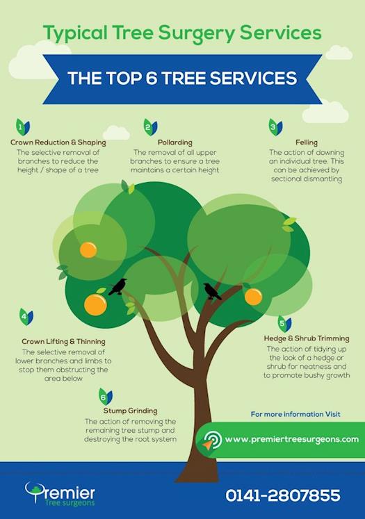 Infographic for most popular tree surgeon services