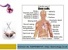 How Stem Cells Used - Stemology.co.uk - Stem Cells Used 