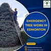  Emergency Tree work in Edmonton