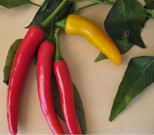 my chillies