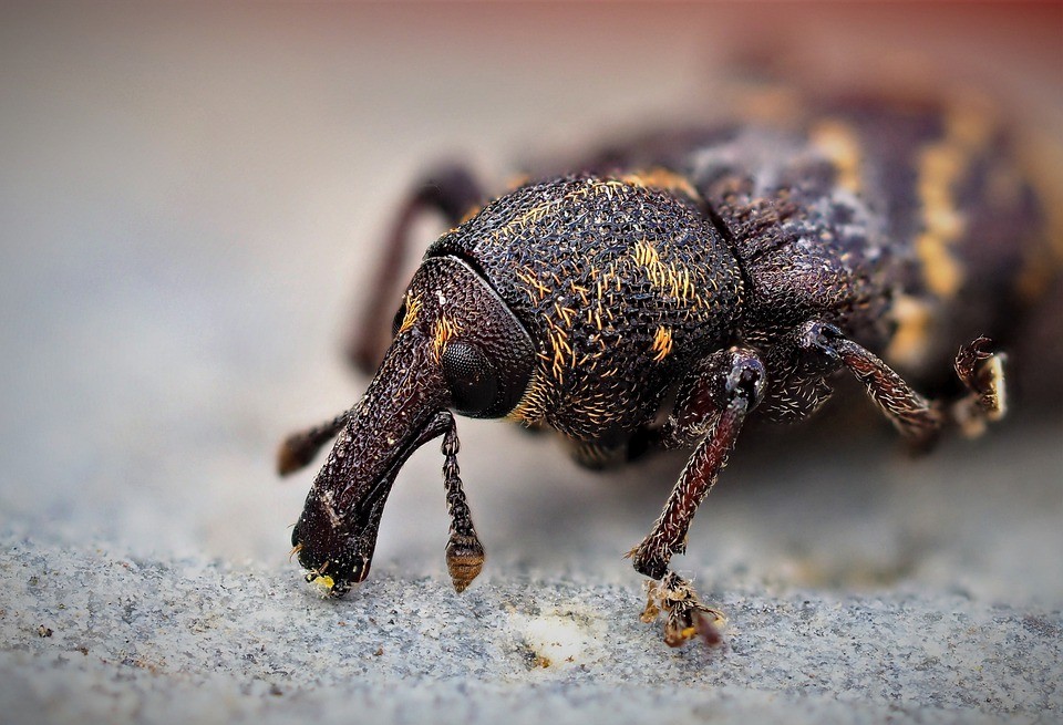 Ant Exterminator Maple Valley