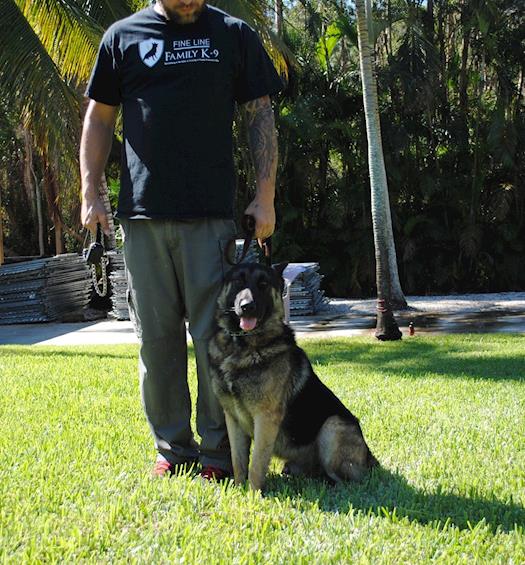 Trained Personal Protection Family Dogs for Sale at Fine Line Family K-9