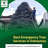 Best Emergency Tree Services in Edmonton