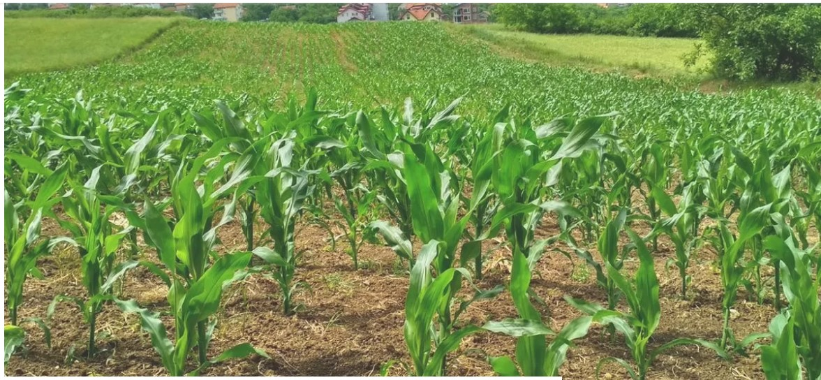 biodiversity in agriculture