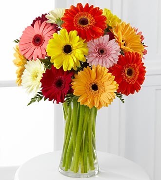 Colourful Gerbera