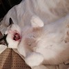 Our Cat on Her Back Yawning!