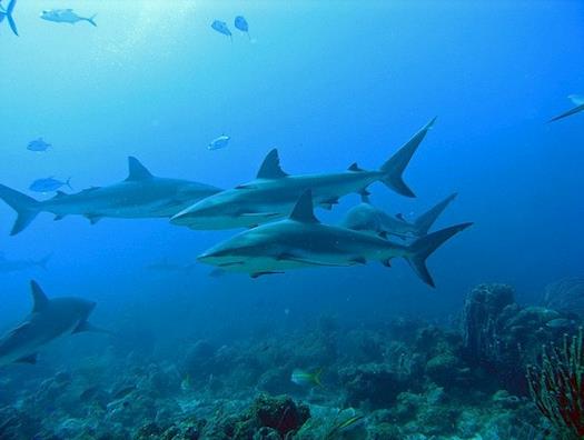 Roatan