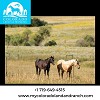 Horse Farms for Sale in Colorado