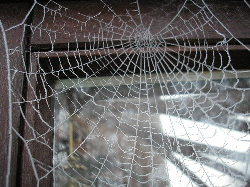Cobweb cleaning