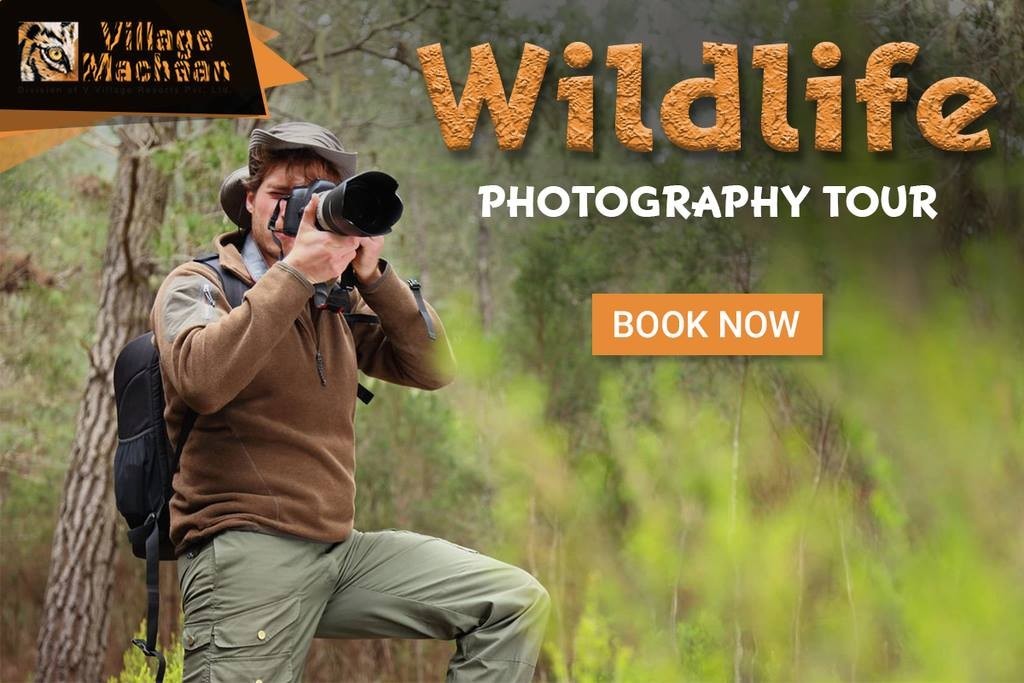 Pench online safari booking  | Wildlife Photo Tour in Pench