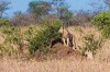 Wildlife tour in Uganda