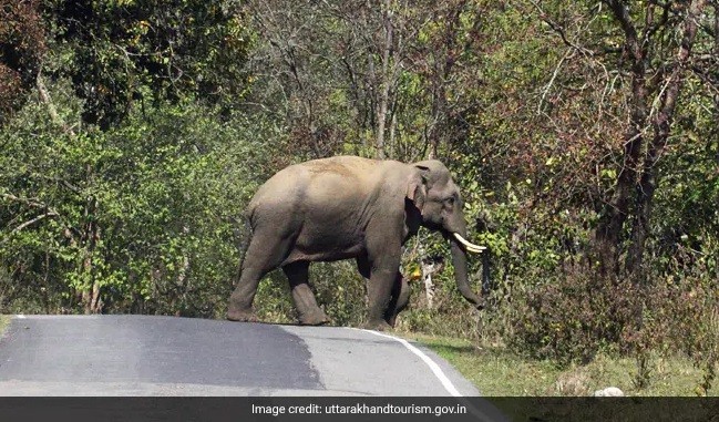 Conservation Body Bans Tourist Activities In Core Zone Of Uttarakhand's Rajaji Tiger Reserve