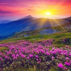 Valley of Flowers Trek