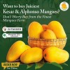 Buy Alphonso Kesar Mango Online - Fresh & Delicious!