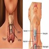 ciri-ciri kelenjar tiroid