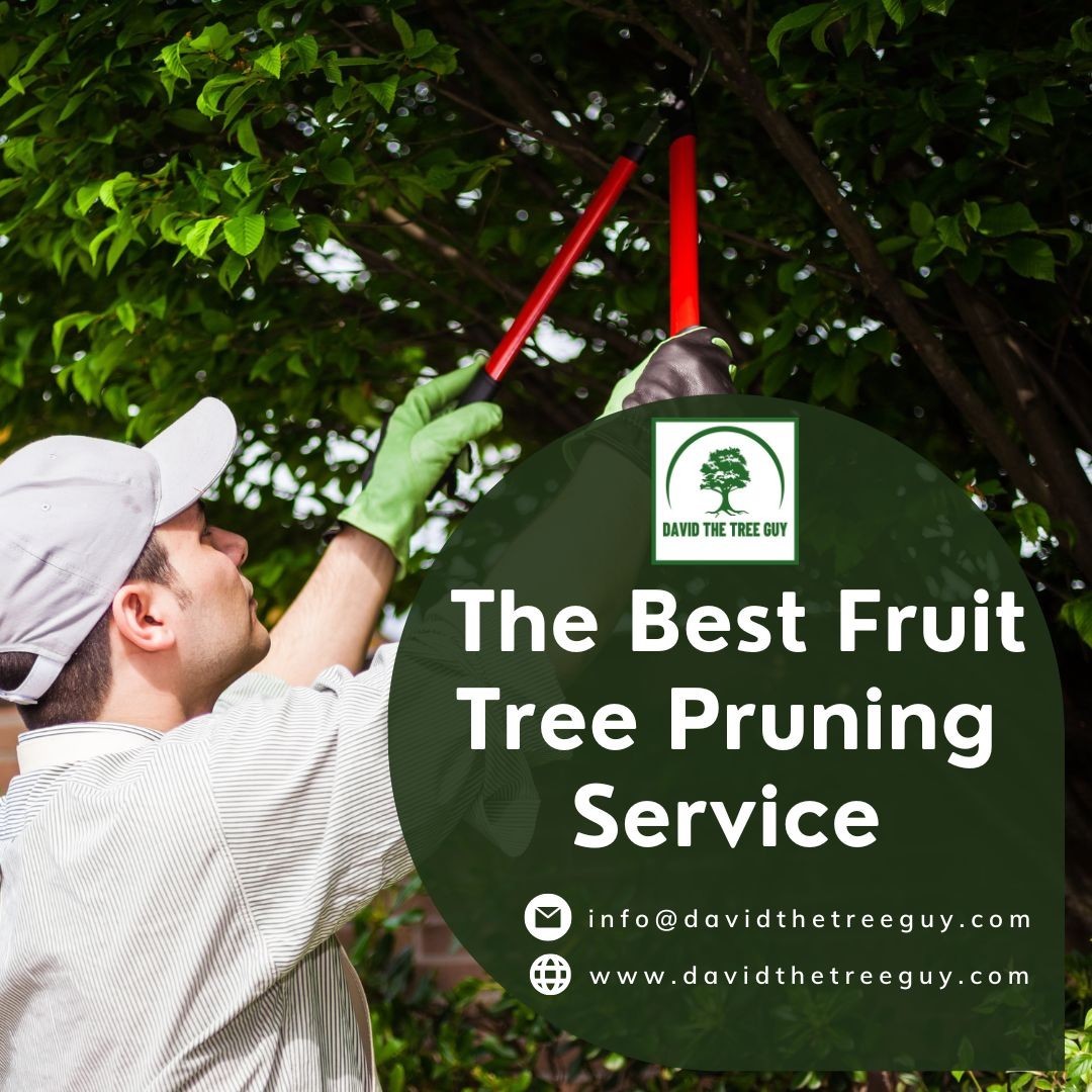 The Best Fruit Tree Pruning Service