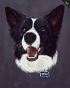 Dog Portrait Burwood VIC AU