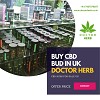 Buy CBD Bud in UK - Doctor Herb