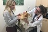 WellCare Veterinary Services
