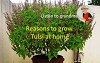 Reasons to grow Tulasi or Holy Basil plant at home