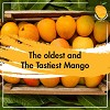Fresh Alphonso Mango Delivered Right To Your Door - Order Now